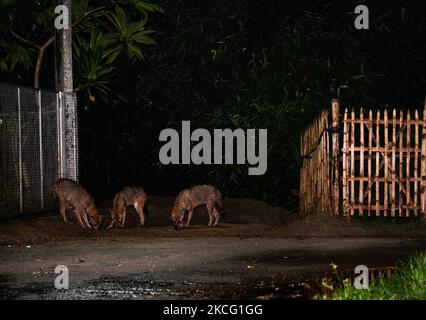 Eine Gruppe der wilden Goldschakale (Canis aureus) ist am 12/06/2021 aus den überfluteten Höhlen in der Nacht durch Regen und Fressen von Termiteninsekten unter dem Lampenpfosten am Straßenrand in Tehatta, Westbengalen, Indien, gekommen. Der Goldschakal ist die einzige Schakalart auf dem indischen Subkontinent, sie sind klein als die Wölfe und Wildhunde ihrer nahen Verwandten. (Foto von Soumyabrata Roy/NurPhoto) Stockfoto