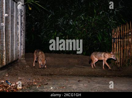 Eine Gruppe der wilden Goldschakale (Canis aureus) ist am 12/06/2021 aus den überfluteten Höhlen in der Nacht durch Regen und Fressen von Termiteninsekten unter dem Lampenpfosten am Straßenrand in Tehatta, Westbengalen, Indien, gekommen. Der Goldschakal ist die einzige Schakalart auf dem indischen Subkontinent, sie sind klein als die Wölfe und Wildhunde ihrer nahen Verwandten. (Foto von Soumyabrata Roy/NurPhoto) Stockfoto