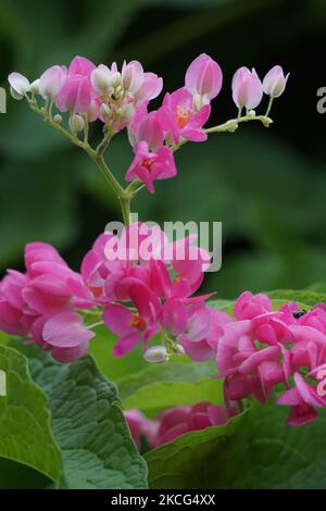 Mexikanischer Kriechgang (auch Antigonon leptopus genannt). Diese Pflanze ist gut für die gemeinsame Grippe (Influenza) und Periodenschmerzen und viele andere Symptome Stockfoto