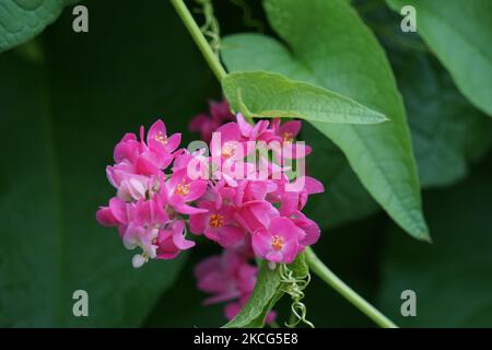 Mexikanischer Kriechgang (auch Antigonon leptopus genannt). Diese Pflanze ist gut für die gemeinsame Grippe (Influenza) und Periodenschmerzen und viele andere Symptome Stockfoto