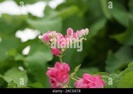 Mexikanischer Kriechgang (auch Antigonon leptopus genannt). Diese Pflanze ist gut für die gemeinsame Grippe (Influenza) und Periodenschmerzen und viele andere Symptome Stockfoto