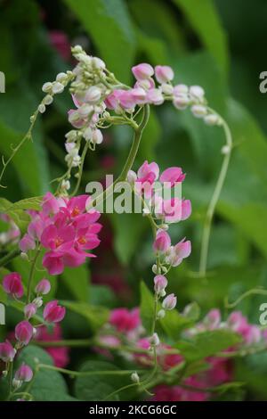 Mexikanischer Kriechgang (auch Antigonon leptopus genannt). Diese Pflanze ist gut für die gemeinsame Grippe (Influenza) und Periodenschmerzen und viele andere Symptome Stockfoto