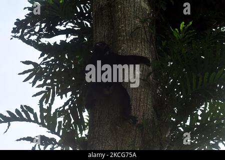 Eine Herde wilder schwarzer Macaken (Macaca Tonkeana) aus Sulawesi sitzt am 18. Juni 2021 auf einem Baum am Straßenrand und wartet darauf, dass die Fahrer im Gebiet der Coffee Garden Mountains, Parigi Moutong Regency, Provinz Zentral-Sulawesi, Indonesien, Essen geben. Das Verhalten dieser geschützten und wilden Tiere ändert sich jetzt und sie sind zunehmend abhängig vom Menschen, da sie häufig von Bewohnern gefüttert werden, die das Gebiet durchqueren. Die Bereitstellung von Lebensmitteln geht weiter, obwohl sie vom örtlichen Beauftragten der Naturschutzbehörde (BKSDA) verboten wurde. (Foto von Mohamad Hamzah/NurPhoto) Stockfoto