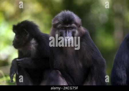 Eine Herde wilder schwarzer Makaken aus Sulawesi (Macaca Tonkeana) sitzt am Straßenrand und wartet auf Fahrer, die am Freitag (18/6/2021) in der Region der Coffee Garden Mountains, Parigi Moutong Regency, Provinz Zentral-Sulawesi, Indonesien, Essen geben. Das Verhalten dieser geschützten und wilden Tiere ändert sich jetzt und sie sind zunehmend abhängig vom Menschen, da sie häufig von Bewohnern gefüttert werden, die das Gebiet durchqueren. Die Bereitstellung von Lebensmitteln geht weiter, obwohl sie vom örtlichen Beauftragten der Naturschutzbehörde (BKSDA) verboten wurde. (Foto von Mohamad Hamzah/NurPhoto) Stockfoto