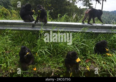 Eine Herde wilder schwarzer Makaken aus Sulawesi (Macaca Tonkeana) frisst am 18. Juni 2021 eine Mango, die ein Autofahrer auf der Durchreise durch das Gebiet der Coffee Garden Mountains, Parigi Moutong Regency, Central Sulawesi Province, Indonesien, gegeben hat. Das Verhalten dieser geschützten und wilden Tiere ändert sich jetzt und sie sind zunehmend abhängig vom Menschen, da sie häufig von Bewohnern gefüttert werden, die das Gebiet durchqueren. Die Bereitstellung von Lebensmitteln geht weiter, obwohl sie vom örtlichen Beauftragten der Naturschutzbehörde (BKSDA) verboten wurde. (Foto von Mohamad Hamzah/NurPhoto) Stockfoto