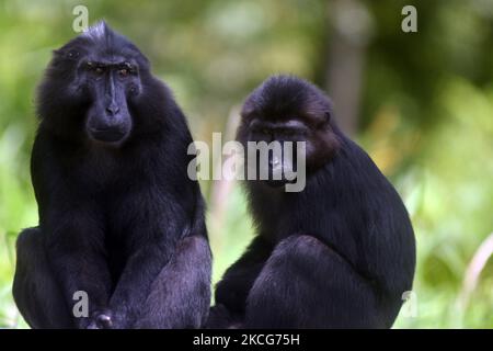 Eine Herde wilder schwarzer Makaken aus Sulawesi (Macaca Tonkeana) sitzt am Straßenrand und wartet auf Fahrer, die am Freitag (18/6/2021) in der Region der Coffee Garden Mountains, Parigi Moutong Regency, Provinz Zentral-Sulawesi, Indonesien, Essen geben. Das Verhalten dieser geschützten und wilden Tiere ändert sich jetzt und sie sind zunehmend abhängig vom Menschen, da sie häufig von Bewohnern gefüttert werden, die das Gebiet durchqueren. Die Bereitstellung von Lebensmitteln geht weiter, obwohl sie vom örtlichen Beauftragten der Naturschutzbehörde (BKSDA) verboten wurde. (Foto von Mohamad Hamzah/NurPhoto) Stockfoto