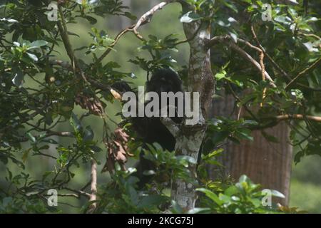 Eine Herde wilder schwarzer Macaken (Macaca Tonkeana) aus Sulawesi sitzt am 18. Juni 2021 auf einem Baum am Straßenrand und wartet darauf, dass die Fahrer im Gebiet der Coffee Garden Mountains, Parigi Moutong Regency, Provinz Zentral-Sulawesi, Indonesien, Essen geben. Das Verhalten dieser geschützten und wilden Tiere ändert sich jetzt und sie sind zunehmend abhängig vom Menschen, da sie häufig von Bewohnern gefüttert werden, die das Gebiet durchqueren. Die Bereitstellung von Lebensmitteln geht weiter, obwohl sie vom örtlichen Beauftragten der Naturschutzbehörde (BKSDA) verboten wurde. (Foto von Mohamad Hamzah/NurPhoto) Stockfoto