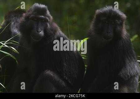 Eine Herde wilder schwarzer Makaken aus Sulawesi (Macaca Tonkeana) sitzt am Straßenrand und wartet auf Fahrer, die am Freitag (18/6/2021) in der Region der Coffee Garden Mountains, Parigi Moutong Regency, Provinz Zentral-Sulawesi, Indonesien, Essen geben. Das Verhalten dieser geschützten und wilden Tiere ändert sich jetzt und sie sind zunehmend abhängig vom Menschen, da sie häufig von Bewohnern gefüttert werden, die das Gebiet durchqueren. Die Bereitstellung von Lebensmitteln geht weiter, obwohl sie vom örtlichen Beauftragten der Naturschutzbehörde (BKSDA) verboten wurde. (Foto von Mohamad Hamzah/NurPhoto) Stockfoto