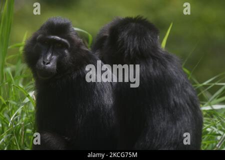 Eine Herde wilder schwarzer Makaken aus Sulawesi (Macaca Tonkeana) sitzt am Straßenrand und wartet auf Fahrer, die am Freitag (18/6/2021) in der Region der Coffee Garden Mountains, Parigi Moutong Regency, Provinz Zentral-Sulawesi, Indonesien, Essen geben. Das Verhalten dieser geschützten und wilden Tiere ändert sich jetzt und sie sind zunehmend abhängig vom Menschen, da sie häufig von Bewohnern gefüttert werden, die das Gebiet durchqueren. Die Bereitstellung von Lebensmitteln geht weiter, obwohl sie vom örtlichen Beauftragten der Naturschutzbehörde (BKSDA) verboten wurde. (Foto von Mohamad Hamzah/NurPhoto) Stockfoto