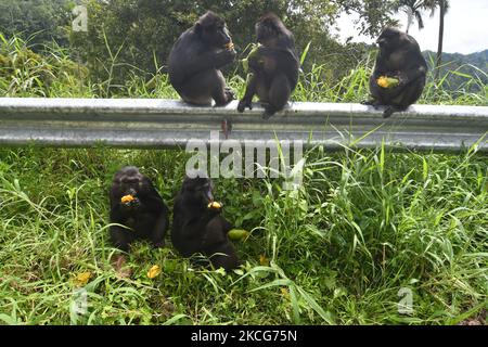 Eine Herde wilder schwarzer Makaken aus Sulawesi (Macaca Tonkeana) frisst am 18. Juni 2021 eine Mango, die ein Autofahrer auf der Durchreise durch das Gebiet der Coffee Garden Mountains, Parigi Moutong Regency, Central Sulawesi Province, Indonesien, gegeben hat. Das Verhalten dieser geschützten und wilden Tiere ändert sich jetzt und sie sind zunehmend abhängig vom Menschen, da sie häufig von Bewohnern gefüttert werden, die das Gebiet durchqueren. Die Bereitstellung von Lebensmitteln geht weiter, obwohl sie vom örtlichen Beauftragten der Naturschutzbehörde (BKSDA) verboten wurde. (Foto von Mohamad Hamzah/NurPhoto) Stockfoto