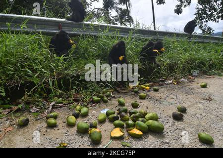 Eine Herde wilder schwarzer Makaken aus Sulawesi (Macaca Tonkeana) frisst am 18. Juni 2021 eine Mango, die ein Autofahrer auf der Durchreise durch das Gebiet der Coffee Garden Mountains, Parigi Moutong Regency, Central Sulawesi Province, Indonesien, gegeben hat. Das Verhalten dieser geschützten und wilden Tiere ändert sich jetzt und sie sind zunehmend abhängig vom Menschen, da sie häufig von Bewohnern gefüttert werden, die das Gebiet durchqueren. Die Bereitstellung von Lebensmitteln geht weiter, obwohl sie vom örtlichen Beauftragten der Naturschutzbehörde (BKSDA) verboten wurde. (Foto von Mohamad Hamzah/NurPhoto) Stockfoto