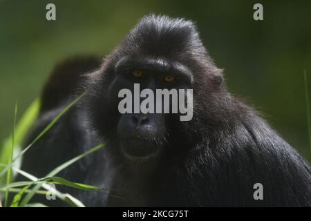 Eine Herde wilder schwarzer Makaken aus Sulawesi (Macaca Tonkeana) sitzt am Straßenrand und wartet auf Fahrer, die am Freitag (18/6/2021) in der Region der Coffee Garden Mountains, Parigi Moutong Regency, Provinz Zentral-Sulawesi, Indonesien, Essen geben. Das Verhalten dieser geschützten und wilden Tiere ändert sich jetzt und sie sind zunehmend abhängig vom Menschen, da sie häufig von Bewohnern gefüttert werden, die das Gebiet durchqueren. Die Bereitstellung von Lebensmitteln geht weiter, obwohl sie vom örtlichen Beauftragten der Naturschutzbehörde (BKSDA) verboten wurde. (Foto von Mohamad Hamzah/NurPhoto) Stockfoto