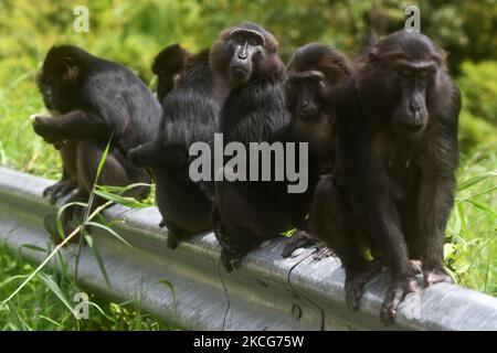 Eine Herde wilder schwarzer Makaken aus Sulawesi (Macaca Tonkeana) sitzt am Straßenrand und wartet auf Fahrer, die am Freitag (18/6/2021) in der Region der Coffee Garden Mountains, Parigi Moutong Regency, Provinz Zentral-Sulawesi, Indonesien, Essen geben. Das Verhalten dieser geschützten und wilden Tiere ändert sich jetzt und sie sind zunehmend abhängig vom Menschen, da sie häufig von Bewohnern gefüttert werden, die das Gebiet durchqueren. Die Bereitstellung von Lebensmitteln geht weiter, obwohl sie vom örtlichen Beauftragten der Naturschutzbehörde (BKSDA) verboten wurde. (Foto von Mohamad Hamzah/NurPhoto) Stockfoto