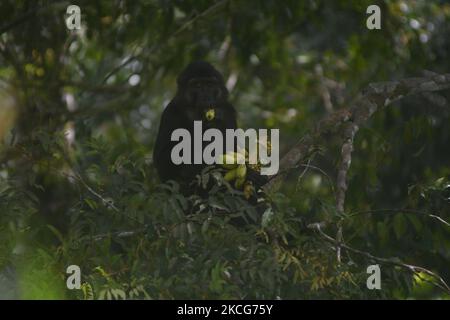 Eine Herde wilder schwarzer Makaken (Macaca Tonkeana) aus Sulawesi frisst am 18. Juni 2021 Bananen, die von Fahrern, die durch die Coffee Garden Mountains, Parigi Moutong Regency, Central Sulawesi Province, Indonesien, fahren, gegeben werden. Das Verhalten dieser geschützten und wilden Tiere ändert sich jetzt und sie sind zunehmend abhängig vom Menschen, da sie häufig von Bewohnern gefüttert werden, die das Gebiet durchqueren. Die Bereitstellung von Lebensmitteln geht weiter, obwohl sie vom örtlichen Beauftragten der Naturschutzbehörde (BKSDA) verboten wurde. (Foto von Mohamad Hamzah/NurPhoto) Stockfoto