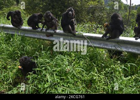 Eine Herde wilder schwarzer Makaken aus Sulawesi (Macaca Tonkeana) sitzt am Straßenrand und wartet auf Fahrer, die am Freitag (18/6/2021) in der Region der Coffee Garden Mountains, Parigi Moutong Regency, Provinz Zentral-Sulawesi, Indonesien, Essen geben. Das Verhalten dieser geschützten und wilden Tiere ändert sich jetzt und sie sind zunehmend abhängig vom Menschen, da sie häufig von Bewohnern gefüttert werden, die das Gebiet durchqueren. Die Bereitstellung von Lebensmitteln geht weiter, obwohl sie vom örtlichen Beauftragten der Naturschutzbehörde (BKSDA) verboten wurde. (Foto von Mohamad Hamzah/NurPhoto) Stockfoto