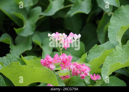 Mexikanischer Kriechgang (auch Antigonon leptopus genannt). Diese Pflanze ist gut für die gemeinsame Grippe (Influenza) und Periodenschmerzen und viele andere Symptome Stockfoto