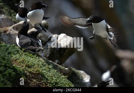 Razorbills während der Brutzeit auf der Great Saltee Island. Die Saltee-Inseln bestehen aus zwei unbewohnten kleinen Inseln vor der südöstlichen Küste Irlands. Die Inseln sind ein Paradies für Seevögel und ein Brutgebiet für Fulmar, Gannet, Shag, Kittiwake, Guillemot, razorbill und Papageitaucher liegen auf einer wichtigen Migrationsroute und sind ein beliebter Haltepunkt für Zugvögel im Frühjahr und Herbst. Am Freitag, den 18. Juni 2021, in Great Saltee, Saltee Islands, County Wexford, Irland. (Foto von Artur Widak/NurPhoto) Stockfoto