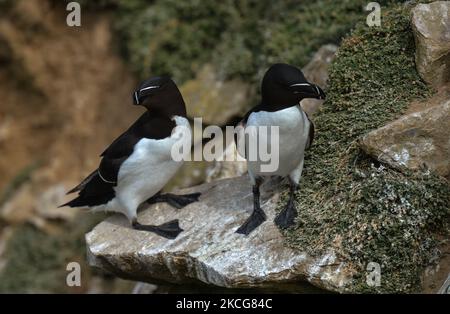 Zwei Razorbills, die während der Brutzeit auf der Great Saltee Island gesehen wurden. Die Saltee-Inseln bestehen aus zwei unbewohnten kleinen Inseln vor der südöstlichen Küste Irlands. Die Inseln sind ein Paradies für Seevögel und ein Brutgebiet für Fulmar, Gannet, Shag, Kittiwake, Guillemot, razorbill und Papageitaucher liegen auf einer wichtigen Migrationsroute und sind ein beliebter Haltepunkt für Zugvögel im Frühjahr und Herbst. Am Freitag, den 18. Juni 2021, in Great Saltee, Saltee Islands, County Wexford, Irland. (Foto von Artur Widak/NurPhoto) Stockfoto