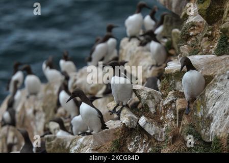 Guillemots, die während der Brutzeit auf der Great Saltee Island gesehen wurden. Die Saltee-Inseln bestehen aus zwei unbewohnten kleinen Inseln vor der südöstlichen Küste Irlands. Die Inseln sind ein Paradies für Seevögel und ein Brutgebiet für Fulmar, Gannet, Shag, Kittiwake, Guillemot, razorbill und Papageitaucher liegen auf einer wichtigen Migrationsroute und sind ein beliebter Haltepunkt für Zugvögel im Frühjahr und Herbst. Am Freitag, den 18. Juni 2021, in Great Saltee, Saltee Islands, County Wexford, Irland. (Foto von Artur Widak/NurPhoto) Stockfoto