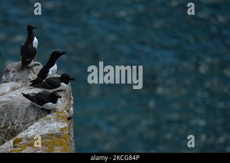 Razorbills und Guillemot während der Brutzeit auf der Great Saltee Island. Die Saltee-Inseln bestehen aus zwei unbewohnten kleinen Inseln vor der südöstlichen Küste Irlands. Die Inseln sind ein Paradies für Seevögel und ein Brutgebiet für Fulmar, Gannet, Shag, Kittiwake, Guillemot, razorbill und Papageitaucher liegen auf einer wichtigen Migrationsroute und sind ein beliebter Haltepunkt für Zugvögel im Frühjahr und Herbst. Am Freitag, den 18. Juni 2021, in Great Saltee, Saltee Islands, County Wexford, Irland. (Foto von Artur Widak/NurPhoto) Stockfoto