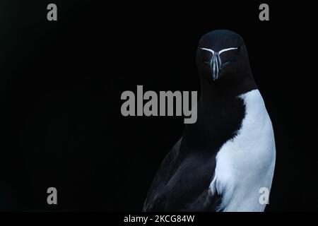 Razorbill gesehen während der Brutzeit auf der Great Saltee Island. Die Saltee-Inseln bestehen aus zwei unbewohnten kleinen Inseln vor der südöstlichen Küste Irlands. Die Inseln sind ein Paradies für Seevögel und ein Brutgebiet für Fulmar, Gannet, Shag, Kittiwake, Guillemot, razorbill und Papageitaucher liegen auf einer wichtigen Migrationsroute und sind ein beliebter Haltepunkt für Zugvögel im Frühjahr und Herbst. Am Freitag, den 18. Juni 2021, in Great Saltee, Saltee Islands, County Wexford, Irland. (Foto von Artur Widak/NurPhoto) Stockfoto