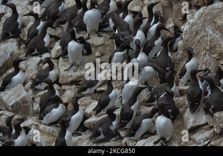 Guillemots, die während der Brutzeit auf der Great Saltee Island gesehen wurden. Die Saltee-Inseln bestehen aus zwei unbewohnten kleinen Inseln vor der südöstlichen Küste Irlands. Die Inseln sind ein Paradies für Seevögel und ein Brutgebiet für Fulmar, Gannet, Shag, Kittiwake, Guillemot, razorbill und Papageitaucher liegen auf einer wichtigen Migrationsroute und sind ein beliebter Haltepunkt für Zugvögel im Frühjahr und Herbst. Am Freitag, den 18. Juni 2021, in Great Saltee, Saltee Islands, County Wexford, Irland. (Foto von Artur Widak/NurPhoto) Stockfoto