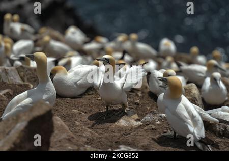 Tölpenkolonie, die während der Brutzeit auf der Great Saltee Island gesehen wurde. Die Saltee-Inseln bestehen aus zwei unbewohnten kleinen Inseln vor der südöstlichen Küste Irlands. Die Inseln sind ein Paradies für Seevögel und ein Brutgebiet für Fulmar, Gannet, Shag, Kittiwake, Guillemot, razorbill und Papageitaucher liegen auf einer wichtigen Migrationsroute und sind ein beliebter Haltepunkt für Zugvögel im Frühjahr und Herbst. Am Freitag, den 18. Juni 2021, in Great Saltee, Saltee Islands, County Wexford, Irland. (Foto von Artur Widak/NurPhoto) Stockfoto