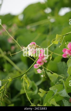 Mexikanischer Kriechgang (auch Antigonon leptopus genannt). Diese Pflanze ist gut für die gemeinsame Grippe (Influenza) und Periodenschmerzen und viele andere Symptome Stockfoto