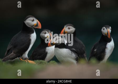 Atlantische Papageitaucher, die während einer Brutzeit auf der Great Saltee Island gesehen wurden. Die Saltee-Inseln bestehen aus zwei unbewohnten kleinen Inseln vor der südöstlichen Küste Irlands. Die Inseln sind ein Paradies für Seevögel und ein Brutgebiet für Fulmar, Gannet, Shag, Kittiwake, Guillemot, razorbill und Papageitaucher liegen auf einer wichtigen Migrationsroute und sind ein beliebter Haltepunkt für Zugvögel im Frühjahr und Herbst. Am Freitag, den 18. Juni 2021, in Great Saltee, Saltee Islands, County Wexford, Irland. (Foto von Artur Widak/NurPhoto) Stockfoto