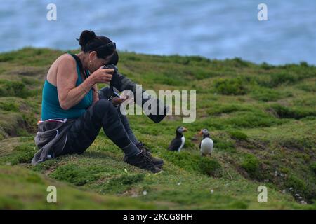 Zwei Atlantische Papageitaucher beobachten einen Fotografen auf der Great Saltee Island. Die Saltee-Inseln bestehen aus zwei unbewohnten kleinen Inseln vor der südöstlichen Küste Irlands. Die Inseln sind ein Paradies für Seevögel und ein Brutgebiet für Fulmar, Gannet, Shag, Kittiwake, Guillemot, razorbill und Papageitaucher liegen auf einer wichtigen Migrationsroute und sind ein beliebter Haltepunkt für Zugvögel im Frühjahr und Herbst. Am Freitag, den 18. Juni 2021, in Great Saltee, Saltee Islands, County Wexford, Irland. (Foto von Artur Widak/NurPhoto) Stockfoto