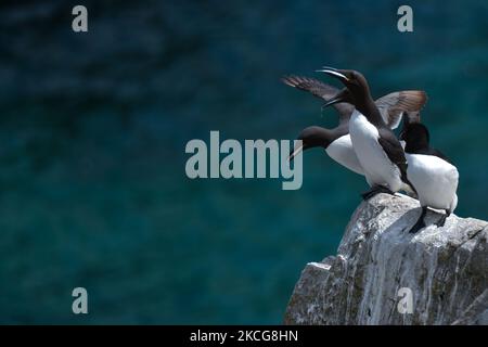 Guillemots, die während der Brutzeit auf der Great Saltee Island gesehen wurden. Die Saltee-Inseln bestehen aus zwei unbewohnten kleinen Inseln vor der südöstlichen Küste Irlands. Die Inseln sind ein Paradies für Seevögel und ein Brutgebiet für Fulmar, Gannet, Shag, Kittiwake, Guillemot, razorbill und Papageitaucher liegen auf einer wichtigen Migrationsroute und sind ein beliebter Haltepunkt für Zugvögel im Frühjahr und Herbst. Am Freitag, den 18. Juni 2021, in Great Saltee, Saltee Islands, County Wexford, Irland. (Foto von Artur Widak/NurPhoto) Stockfoto