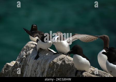 Razorbills und Guillemots während der Brutzeit auf der Great Saltee Island. Die Saltee-Inseln bestehen aus zwei unbewohnten kleinen Inseln vor der südöstlichen Küste Irlands. Die Inseln sind ein Paradies für Seevögel und ein Brutgebiet für Fulmar, Gannet, Shag, Kittiwake, Guillemot, razorbill und Papageitaucher liegen auf einer wichtigen Migrationsroute und sind ein beliebter Haltepunkt für Zugvögel im Frühjahr und Herbst. Am Freitag, den 18. Juni 2021, in Great Saltee, Saltee Islands, County Wexford, Irland. (Foto von Artur Widak/NurPhoto) Stockfoto