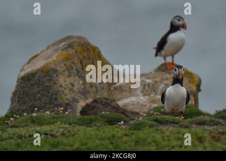 Zwei atlantische Papageitaucher, die während einer Brutzeit auf der Great Saltee Island gesehen wurden. Die Saltee-Inseln bestehen aus zwei unbewohnten kleinen Inseln vor der südöstlichen Küste Irlands. Die Inseln sind ein Paradies für Seevögel und ein Brutgebiet für Fulmar, Gannet, Shag, Kittiwake, Guillemot, razorbill und Papageitaucher liegen auf einer wichtigen Migrationsroute und sind ein beliebter Haltepunkt für Zugvögel im Frühjahr und Herbst. Am Freitag, den 18. Juni 2021, in Great Saltee, Saltee Islands, County Wexford, Irland. (Foto von Artur Widak/NurPhoto) Stockfoto