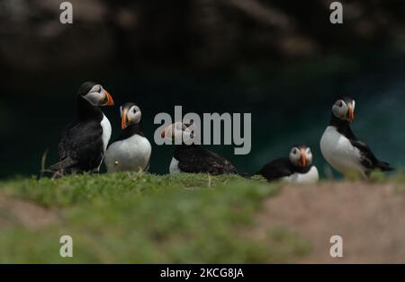 Atlantische Papageitaucher, die während einer Brutzeit auf der Great Saltee Island gesehen wurden. Die Saltee-Inseln bestehen aus zwei unbewohnten kleinen Inseln vor der südöstlichen Küste Irlands. Die Inseln sind ein Paradies für Seevögel und ein Brutgebiet für Fulmar, Gannet, Shag, Kittiwake, Guillemot, razorbill und Papageitaucher liegen auf einer wichtigen Migrationsroute und sind ein beliebter Haltepunkt für Zugvögel im Frühjahr und Herbst. Am Freitag, den 18. Juni 2021, in Great Saltee, Saltee Islands, County Wexford, Irland. (Foto von Artur Widak/NurPhoto) Stockfoto