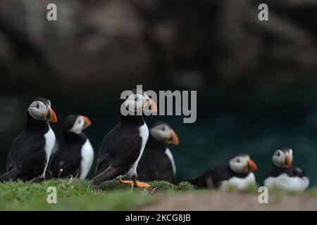 Atlantische Papageitaucher, die während einer Brutzeit auf der Great Saltee Island gesehen wurden. Die Saltee-Inseln bestehen aus zwei unbewohnten kleinen Inseln vor der südöstlichen Küste Irlands. Die Inseln sind ein Paradies für Seevögel und ein Brutgebiet für Fulmar, Gannet, Shag, Kittiwake, Guillemot, razorbill und Papageitaucher liegen auf einer wichtigen Migrationsroute und sind ein beliebter Haltepunkt für Zugvögel im Frühjahr und Herbst. Am Freitag, den 18. Juni 2021, in Great Saltee, Saltee Islands, County Wexford, Irland. (Foto von Artur Widak/NurPhoto) Stockfoto