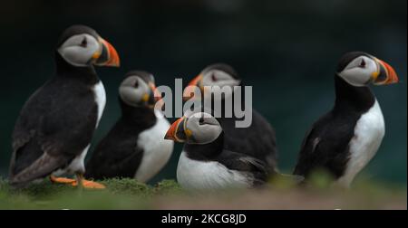 Atlantische Papageitaucher, die während einer Brutzeit auf der Great Saltee Island gesehen wurden. Die Saltee-Inseln bestehen aus zwei unbewohnten kleinen Inseln vor der südöstlichen Küste Irlands. Die Inseln sind ein Paradies für Seevögel und ein Brutgebiet für Fulmar, Gannet, Shag, Kittiwake, Guillemot, razorbill und Papageitaucher liegen auf einer wichtigen Migrationsroute und sind ein beliebter Haltepunkt für Zugvögel im Frühjahr und Herbst. Am Freitag, den 18. Juni 2021, in Great Saltee, Saltee Islands, County Wexford, Irland. (Foto von Artur Widak/NurPhoto) Stockfoto