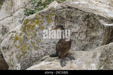 Junger europäischer Shag, der während der Brutzeit auf der Great Saltee Island gesehen wurde. Die Saltee-Inseln bestehen aus zwei unbewohnten kleinen Inseln vor der südöstlichen Küste Irlands. Die Inseln sind ein Paradies für Seevögel und ein Brutgebiet für Fulmar, Gannet, Shag, Kittiwake, Guillemot, razorbill und Papageitaucher liegen auf einer wichtigen Migrationsroute und sind ein beliebter Haltepunkt für Zugvögel im Frühjahr und Herbst. Am Freitag, den 18. Juni 2021, in Great Saltee, Saltee Islands, County Wexford, Irland. (Foto von Artur Widak/NurPhoto) Stockfoto