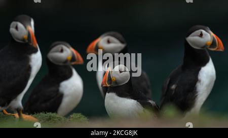 Atlantische Papageitaucher, die während einer Brutzeit auf der Great Saltee Island gesehen wurden. Die Saltee-Inseln bestehen aus zwei unbewohnten kleinen Inseln vor der südöstlichen Küste Irlands. Die Inseln sind ein Paradies für Seevögel und ein Brutgebiet für Fulmar, Gannet, Shag, Kittiwake, Guillemot, razorbill und Papageitaucher liegen auf einer wichtigen Migrationsroute und sind ein beliebter Haltepunkt für Zugvögel im Frühjahr und Herbst. Am Freitag, den 18. Juni 2021, in Great Saltee, Saltee Islands, County Wexford, Irland. (Foto von Artur Widak/NurPhoto) Stockfoto