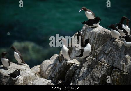 Razorbills und Guillemots während der Brutzeit auf der Great Saltee Island. Die Saltee-Inseln bestehen aus zwei unbewohnten kleinen Inseln vor der südöstlichen Küste Irlands. Die Inseln sind ein Paradies für Seevögel und ein Brutgebiet für Fulmar, Gannet, Shag, Kittiwake, Guillemot, razorbill und Papageitaucher liegen auf einer wichtigen Migrationsroute und sind ein beliebter Haltepunkt für Zugvögel im Frühjahr und Herbst. Am Freitag, den 18. Juni 2021, in Great Saltee, Saltee Islands, County Wexford, Irland. (Foto von Artur Widak/NurPhoto) Stockfoto