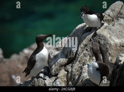 Razorbill und Guillemots während der Brutzeit auf der Great Saltee Island. Die Saltee-Inseln bestehen aus zwei unbewohnten kleinen Inseln vor der südöstlichen Küste Irlands. Die Inseln sind ein Paradies für Seevögel und ein Brutgebiet für Fulmar, Gannet, Shag, Kittiwake, Guillemot, razorbill und Papageitaucher liegen auf einer wichtigen Migrationsroute und sind ein beliebter Haltepunkt für Zugvögel im Frühjahr und Herbst. Am Freitag, den 18. Juni 2021, in Great Saltee, Saltee Islands, County Wexford, Irland. (Foto von Artur Widak/NurPhoto) Stockfoto