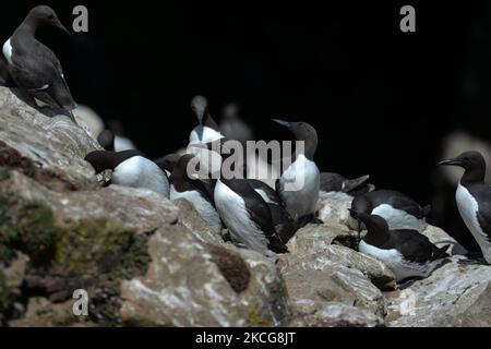 Guillemots, die während der Brutzeit auf der Great Saltee Island gesehen wurden. Die Saltee-Inseln bestehen aus zwei unbewohnten kleinen Inseln vor der südöstlichen Küste Irlands. Die Inseln sind ein Paradies für Seevögel und ein Brutgebiet für Fulmar, Gannet, Shag, Kittiwake, Guillemot, razorbill und Papageitaucher liegen auf einer wichtigen Migrationsroute und sind ein beliebter Haltepunkt für Zugvögel im Frühjahr und Herbst. Am Freitag, den 18. Juni 2021, in Great Saltee, Saltee Islands, County Wexford, Irland. (Foto von Artur Widak/NurPhoto) Stockfoto