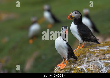 Atlantische Papageitaucher, die während einer Brutzeit auf der Great Saltee Island gesehen wurden. Die Saltee-Inseln bestehen aus zwei unbewohnten kleinen Inseln vor der südöstlichen Küste Irlands. Die Inseln sind ein Paradies für Seevögel und ein Brutgebiet für Fulmar, Gannet, Shag, Kittiwake, Guillemot, razorbill und Papageitaucher liegen auf einer wichtigen Migrationsroute und sind ein beliebter Haltepunkt für Zugvögel im Frühjahr und Herbst. Am Freitag, den 18. Juni 2021, in Great Saltee, Saltee Islands, County Wexford, Irland. (Foto von Artur Widak/NurPhoto) Stockfoto