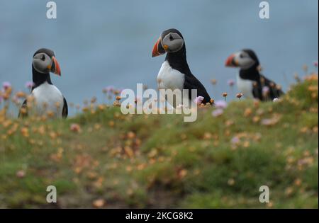 Atlantische Papageitaucher, die während einer Brutzeit auf der Great Saltee Island gesehen wurden. Die Saltee-Inseln bestehen aus zwei unbewohnten kleinen Inseln vor der südöstlichen Küste Irlands. Die Inseln sind ein Paradies für Seevögel und ein Brutgebiet für Fulmar, Gannet, Shag, Kittiwake, Guillemot, razorbill und Papageitaucher liegen auf einer wichtigen Migrationsroute und sind ein beliebter Haltepunkt für Zugvögel im Frühjahr und Herbst. Am Freitag, den 18. Juni 2021, in Great Saltee, Saltee Islands, County Wexford, Irland. (Foto von Artur Widak/NurPhoto) Stockfoto