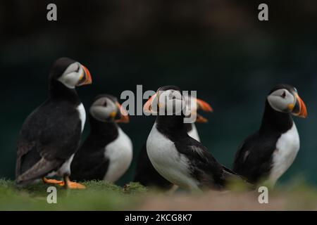 Atlantische Papageitaucher, die während einer Brutzeit auf der Great Saltee Island gesehen wurden. Die Saltee-Inseln bestehen aus zwei unbewohnten kleinen Inseln vor der südöstlichen Küste Irlands. Die Inseln sind ein Paradies für Seevögel und ein Brutgebiet für Fulmar, Gannet, Shag, Kittiwake, Guillemot, razorbill und Papageitaucher liegen auf einer wichtigen Migrationsroute und sind ein beliebter Haltepunkt für Zugvögel im Frühjahr und Herbst. Am Freitag, den 18. Juni 2021, in Great Saltee, Saltee Islands, County Wexford, Irland. (Foto von Artur Widak/NurPhoto) Stockfoto