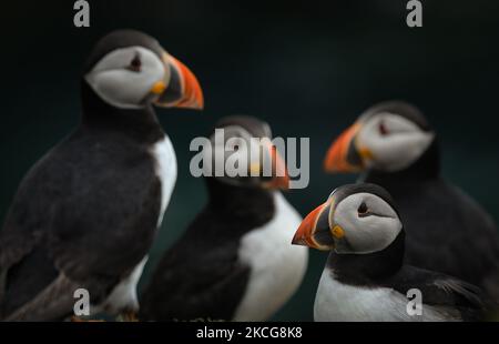 Atlantische Papageitaucher, die während einer Brutzeit auf der Great Saltee Island gesehen wurden. Die Saltee-Inseln bestehen aus zwei unbewohnten kleinen Inseln vor der südöstlichen Küste Irlands. Die Inseln sind ein Paradies für Seevögel und ein Brutgebiet für Fulmar, Gannet, Shag, Kittiwake, Guillemot, razorbill und Papageitaucher liegen auf einer wichtigen Migrationsroute und sind ein beliebter Haltepunkt für Zugvögel im Frühjahr und Herbst. Am Freitag, den 18. Juni 2021, in Great Saltee, Saltee Islands, County Wexford, Irland. (Foto von Artur Widak/NurPhoto) Stockfoto