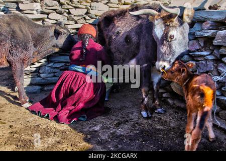 Ladakhi-Frau melkt Dzomos vor ihrem Haus, einem kleinen Dorf in Zanskar, Ladakh, Jammu und Kaschmir, Indien. Ein Dzo ist eine hybride Kreuzung zwischen einem Yak und einer Hauskuh, und ein Dzomo ist das weibliche Gegenstück. (Foto von Creative Touch Imaging Ltd./NurPhoto) Stockfoto