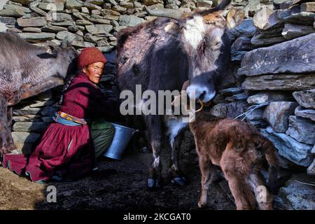 Ladakhi-Frau melkt Dzomos vor ihrem Haus, einem kleinen Dorf in Zanskar, Ladakh, Jammu und Kaschmir, Indien. Ein Dzo ist eine hybride Kreuzung zwischen einem Yak und einer Hauskuh, und ein Dzomo ist das weibliche Gegenstück. (Foto von Creative Touch Imaging Ltd./NurPhoto) Stockfoto