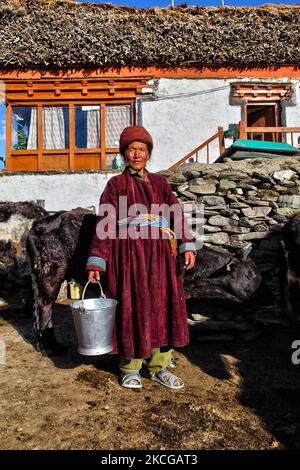 Ladakhi-Frau melkt Dzomos vor ihrem Haus, einem kleinen Dorf in Zanskar, Ladakh, Jammu und Kaschmir, Indien. Ein Dzo ist eine hybride Kreuzung zwischen einem Yak und einer Hauskuh, und ein Dzomo ist das weibliche Gegenstück. (Foto von Creative Touch Imaging Ltd./NurPhoto) Stockfoto