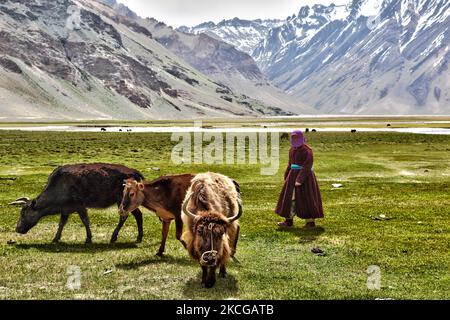 Ladakhi-Frau, die in einem kleinen Dorf in Zanskar, Ladakh, Jammu und Kaschmir, Indien, Dzos und Dzomos hütet. Ein Dzo ist eine hybride Kreuzung zwischen einem Yak und einer Hauskuh, und ein Dzomo ist das weibliche Gegenstück. (Foto von Creative Touch Imaging Ltd./NurPhoto) Stockfoto