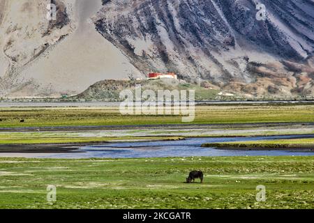 Dzos grasen in einem Tal bei einem kleinen Dorf in Zanskar, Ladakh, Jammu und Kaschmir, Indien. Ein Dzo ist eine hybride Kreuzung zwischen einem Yak und einer Hauskuh, und ein Dzomo ist das weibliche Gegenstück. (Foto von Creative Touch Imaging Ltd./NurPhoto) Stockfoto